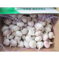 Good Quality Normal Garlic Crop 2020